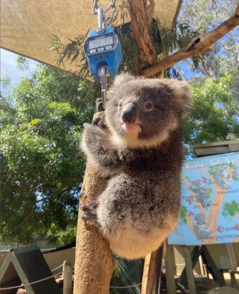 Koala Conservation Reserve