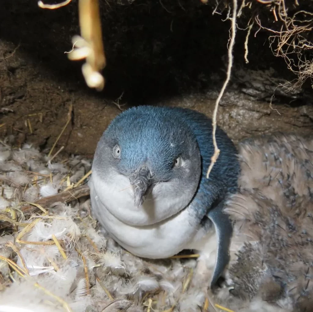 Penguin Parade