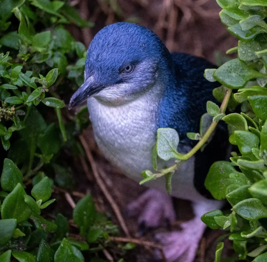 Phillip Island tours