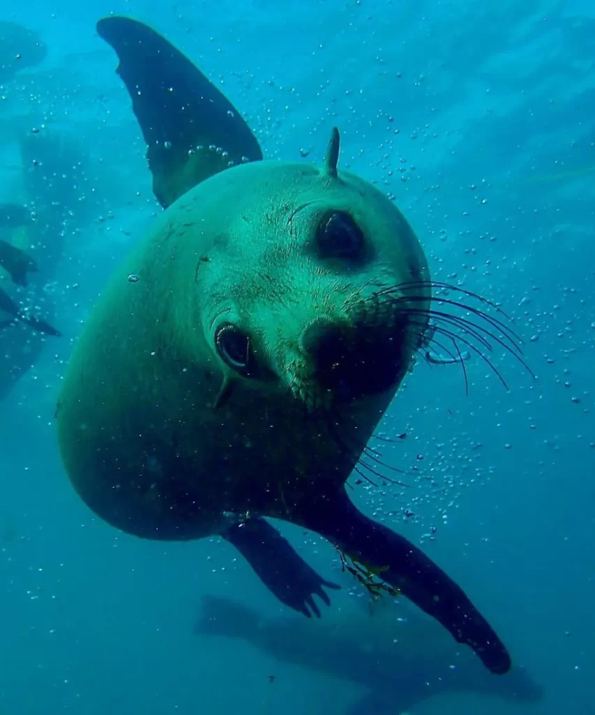 Seal Rocks