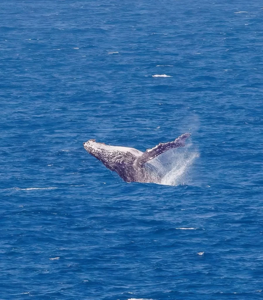 Whales Migrate, Peninsula Hot Springs