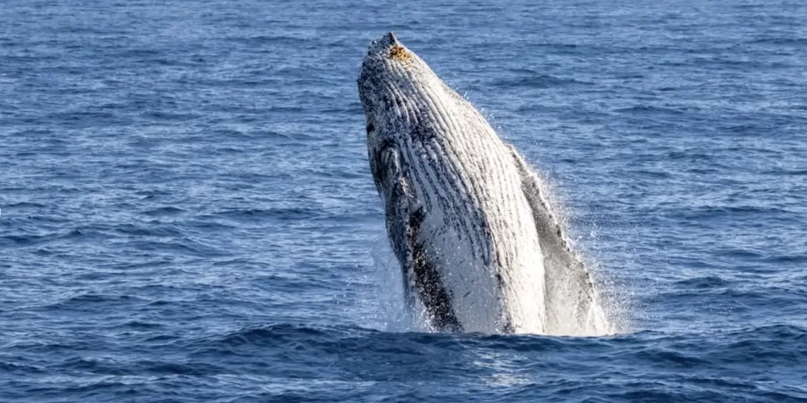 Can You See Whales At Phillip Island?