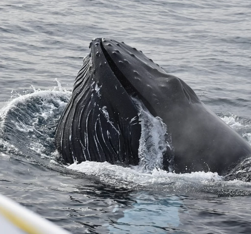 When The Island Comes Alive With Migrating Giants