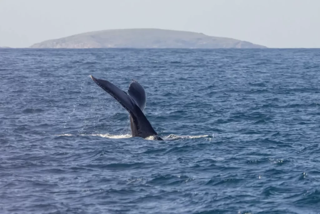 Where To Stand For The Best Ocean Encounters