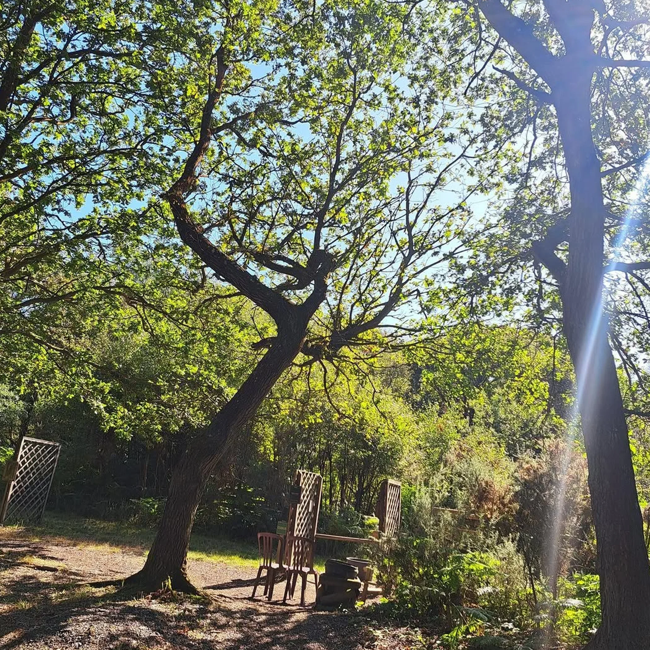green park with trees and sunlight